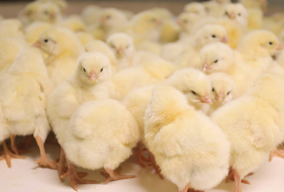 afd50e0c9fd9c7d992da5261d411b21d